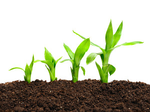 crop_white_background_borgen