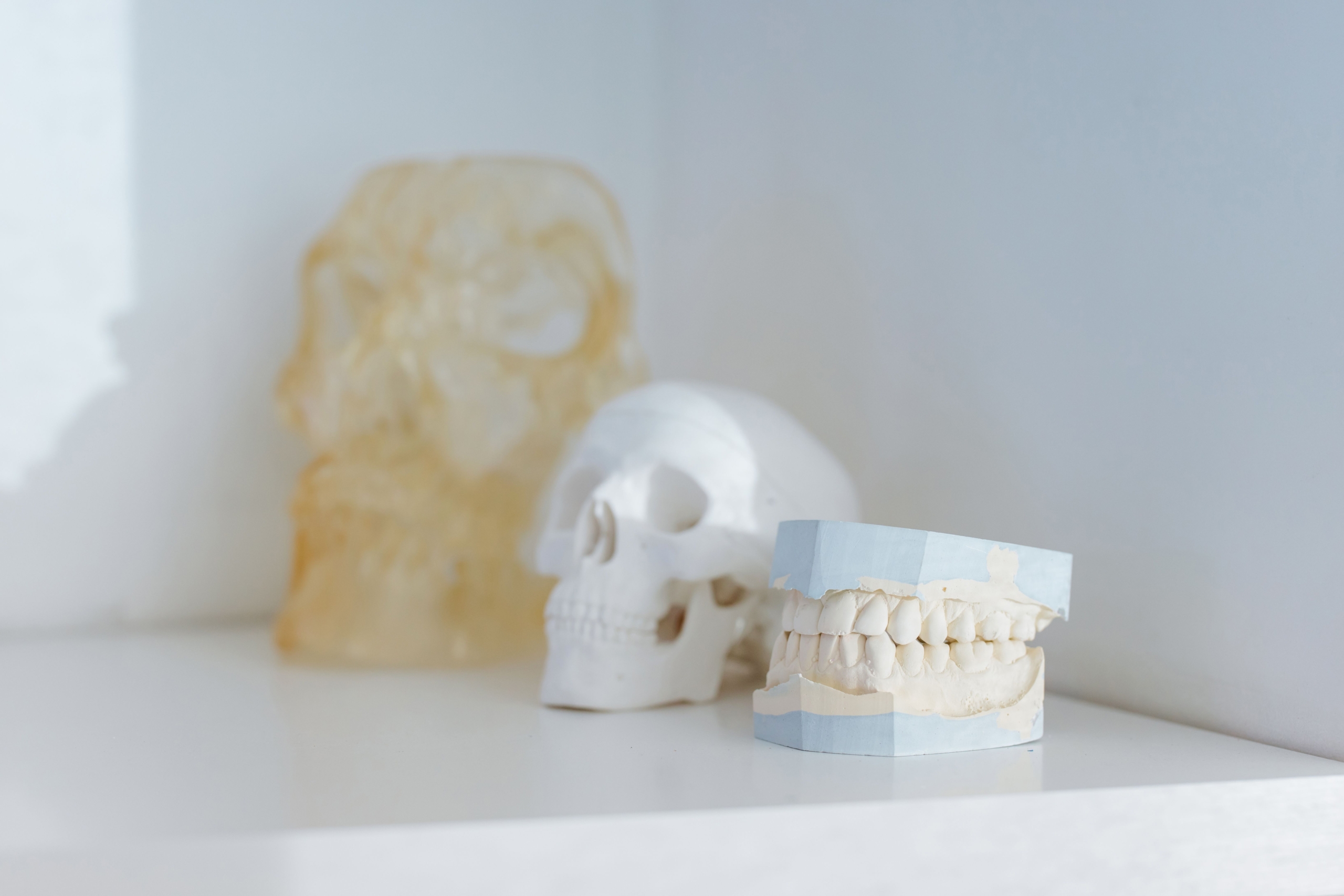 Skulls and denture cast on white surface, related to 3D printing medical devices. MedAdd