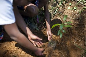 Addressing Tree Inequality is Key to Achieving the SDGs