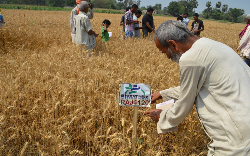 India’s Scorched Wheat Crops