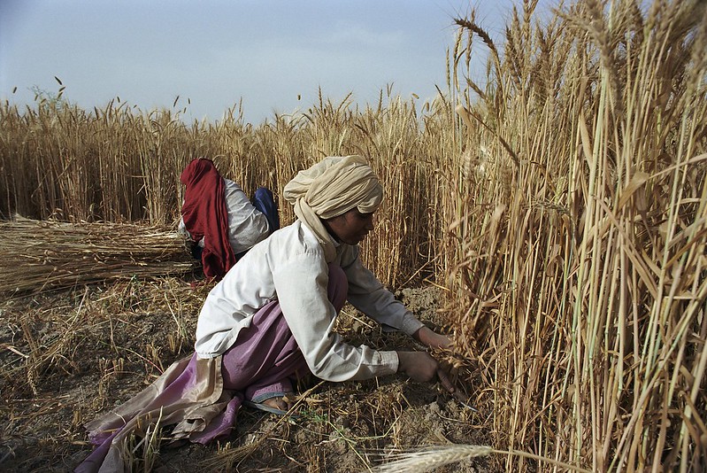 India’s Boom in Wheat Exports