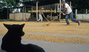 Coffee Industry in Central America
