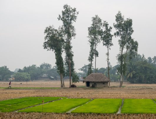 Farmers Save the Bees in India