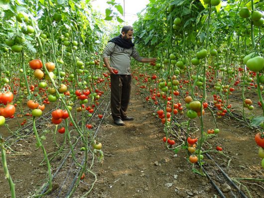 sustainable agriculture in Syria