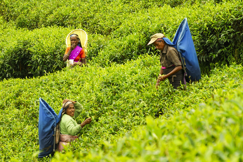 Tea Farming in Sri Lanka
