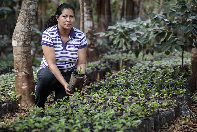 Sustainable Agriculture Development in El Salvador | The Borgen Project