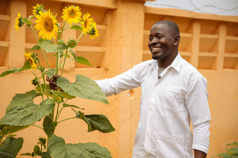 Sunflower Production in Tanzania