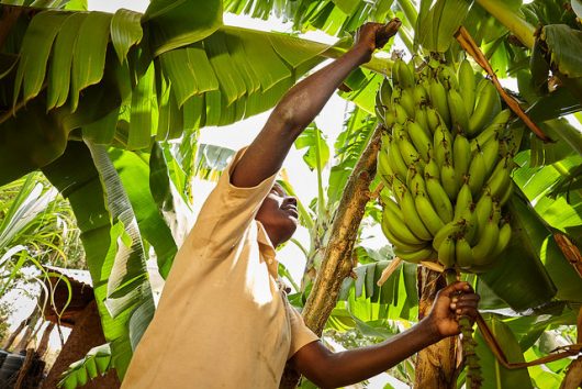 Banana farming in Zimbabwe