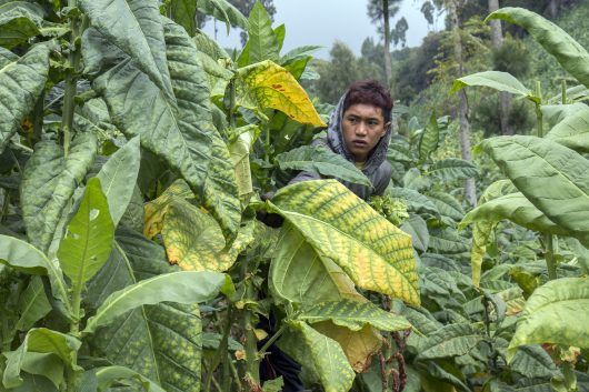 Indonesia Facing Diseases