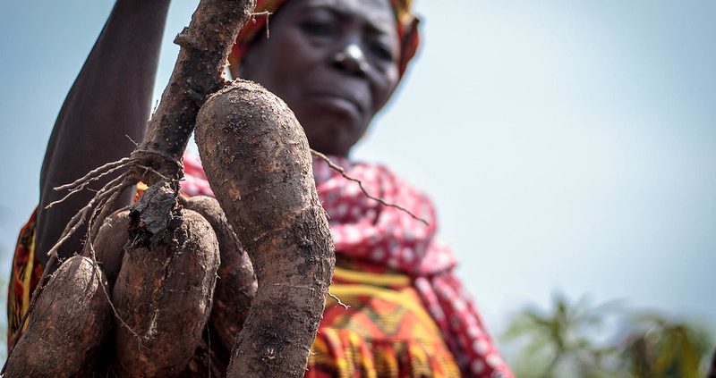Casava industry in nigeria