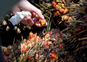 Sustainably Grown Palm Oil: The Future of Fast Food?