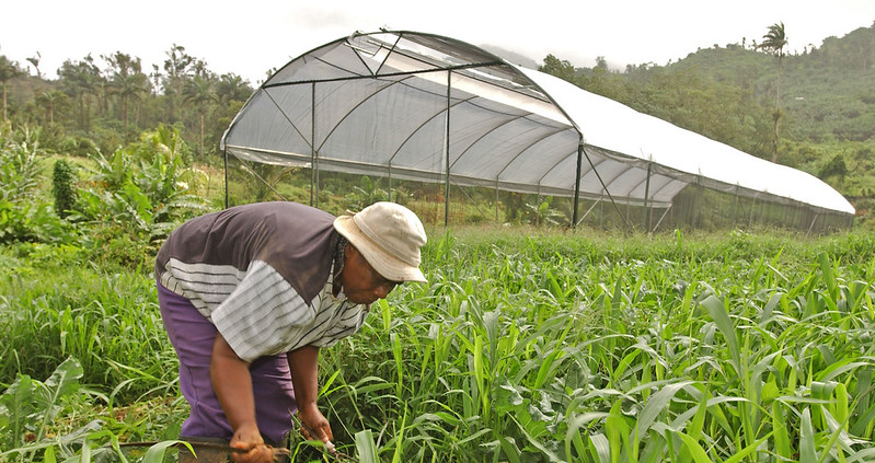 Hydroponic Farming in Grenada