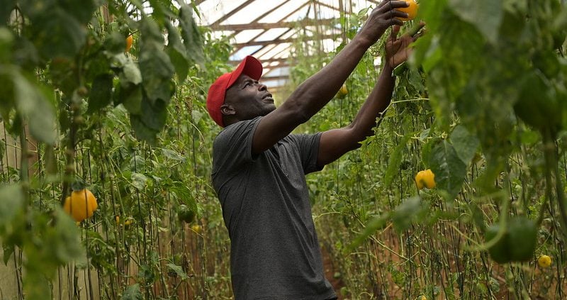 Jamaica’s Agricultural Sector