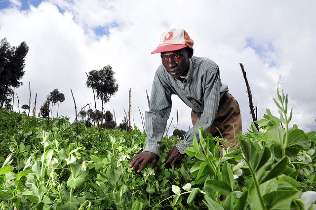 Sack Farming in Kenya