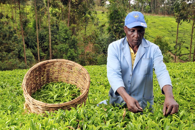 Helping Kenyan Tea Farmers Rise Out of Poverty