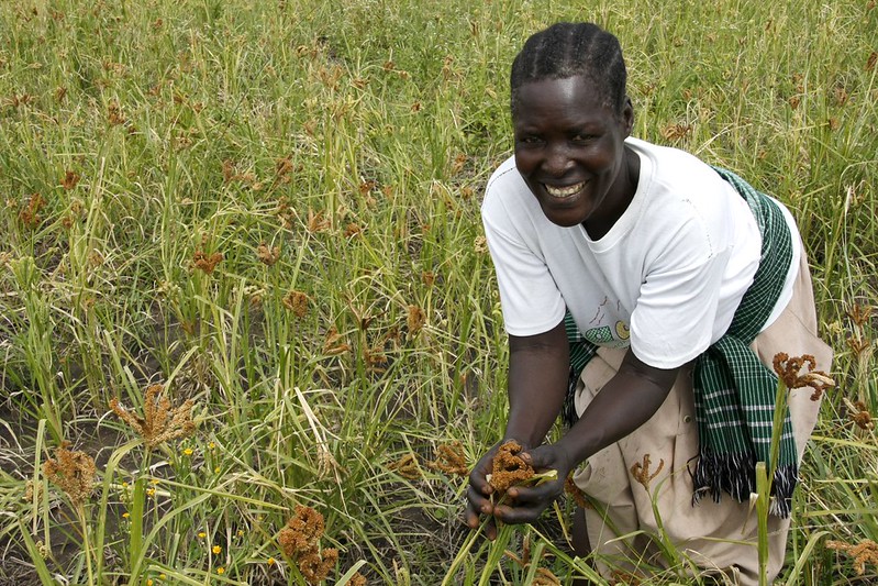 Farming in the Sahel