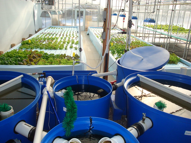 Aquaponics in South Africa