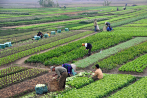 Sustainable Farming in Developing Countries
