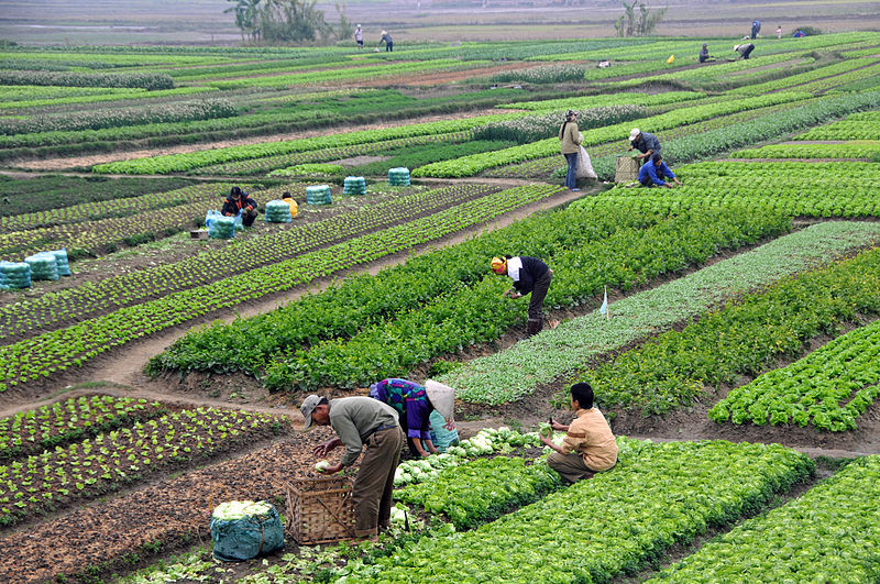 sedentary farming