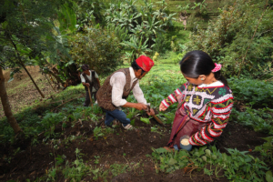 Lessons From Indigenous Agricultural Practices - The Borgen Project