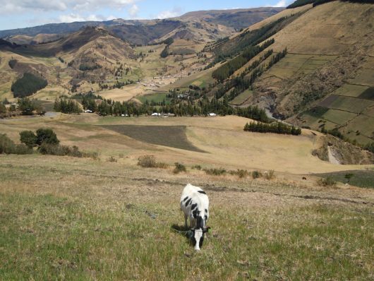 Thriving Through Sustainable Agriculture in Ecuador