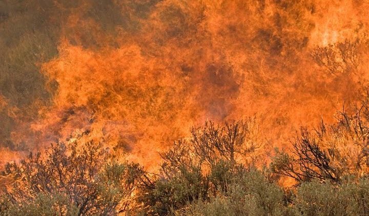 Algerian Wildfires