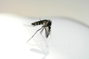 Malaria Tool Tracks Insecticide Resistance