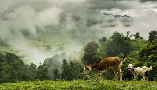 28. Cooperative Market Development Program for Farmers in Nepal