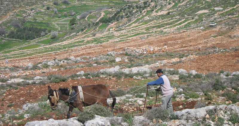 Addressing Food Insecurity in Palestinian Territories