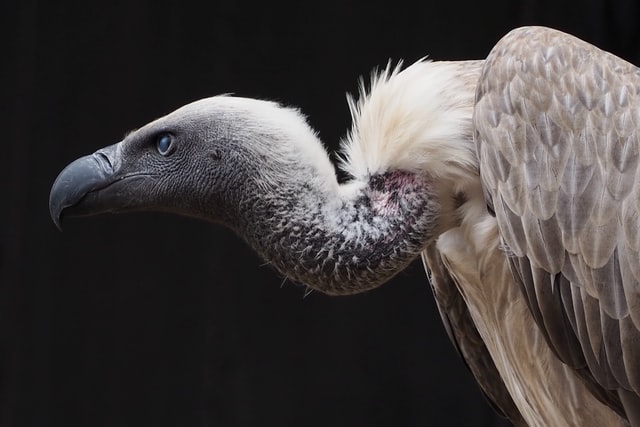 African vulture poisoning