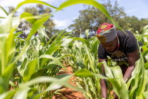 Agricultural Cooperatives in Africa