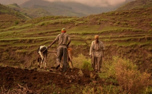 Agricultural Investments in Ethiopia