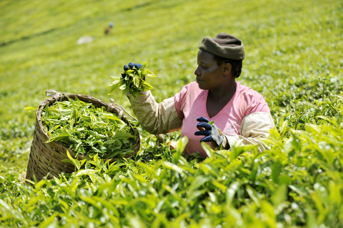 the-agricultural-sector-in-kenya-the-borgen-project