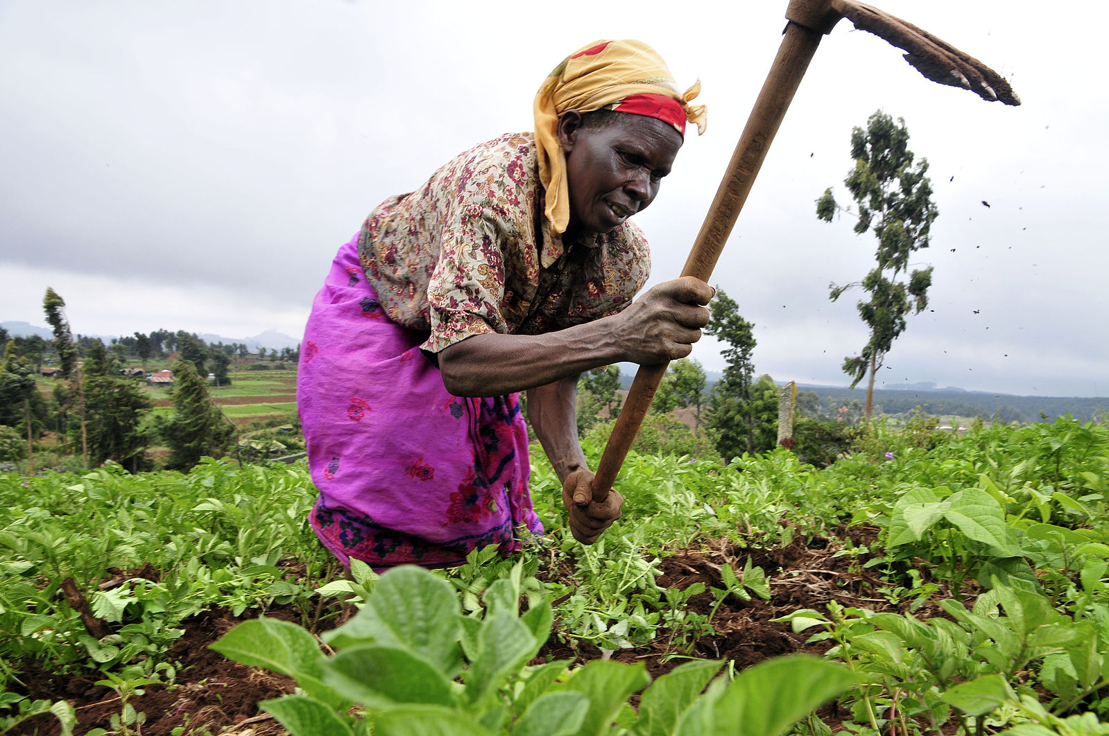 New Agricultural Technology Project in Africa - The Borgen Project