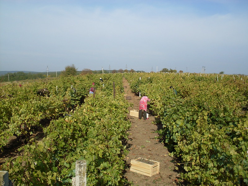 Agriculture Cooperatives in Impoverished Rural Communities, Portuguese Winemakers Unite