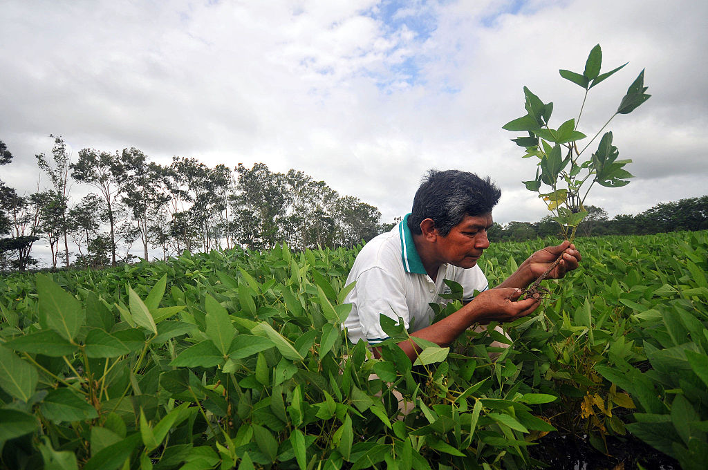 Agriculture Industry in Bolivia