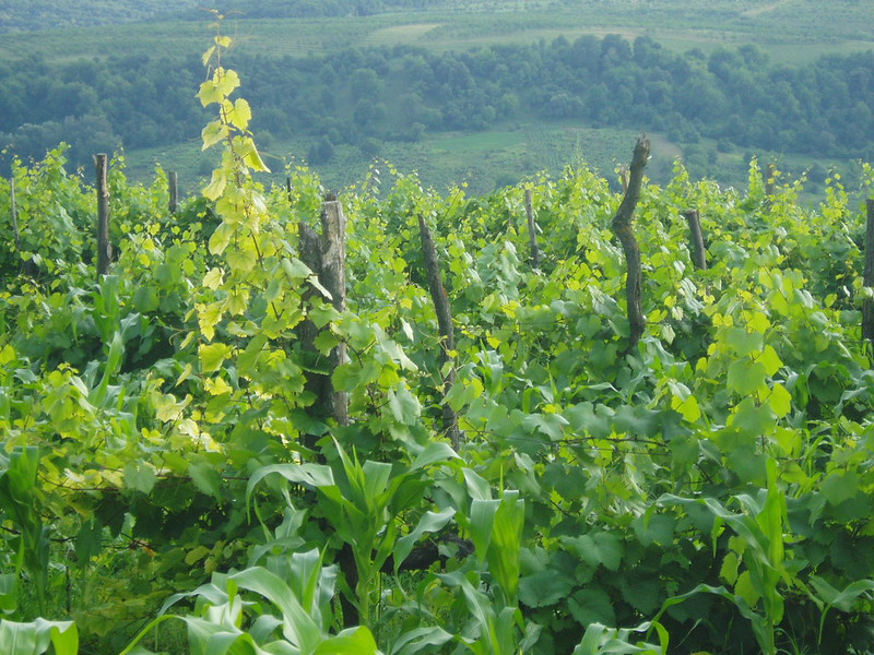 How Drones Are Improving Agriculture In Moldova The Borgen Project