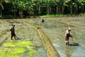 Agriculture in Sri Lanka