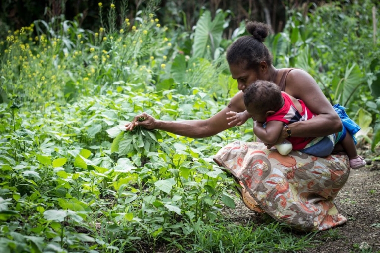 How Farming Innovations Aid Agriculture in Vanuatu The Project