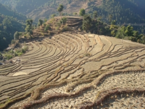 Agriculture in Nepal