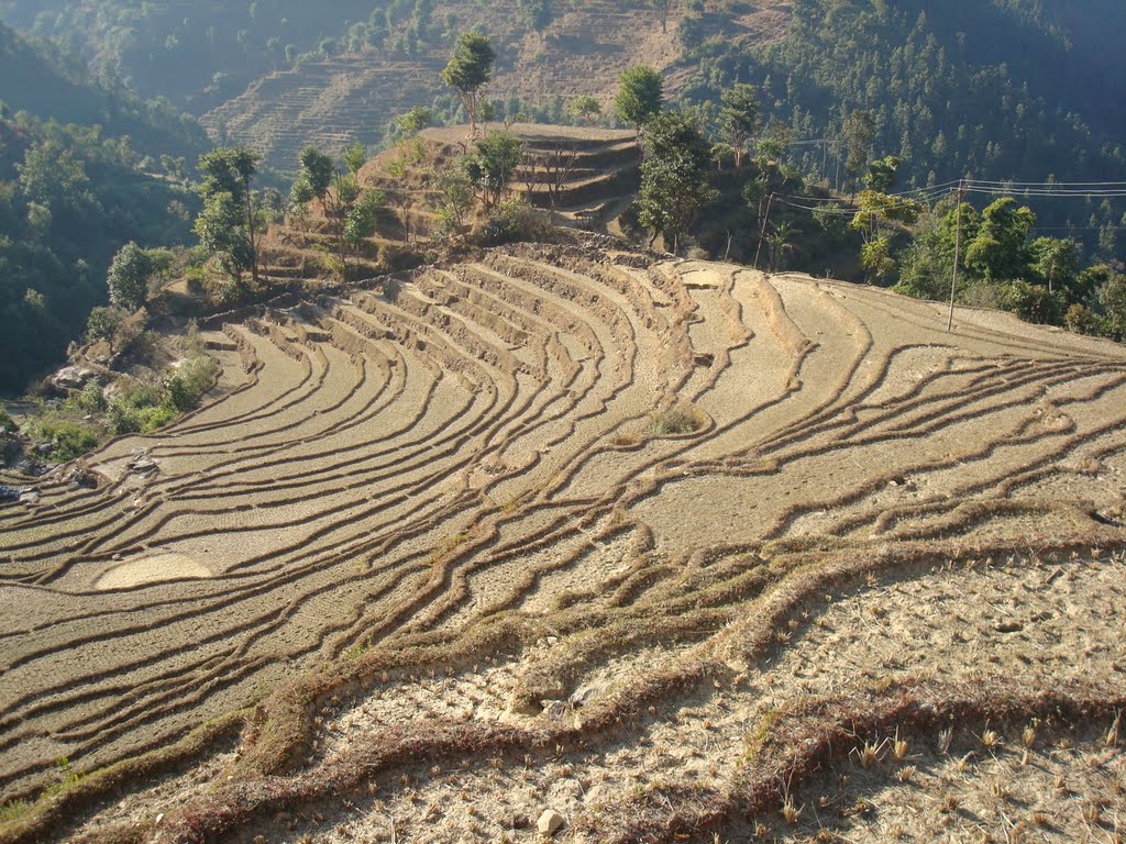 4 Organizations Supporting Agriculture In Nepal The Borgen Project