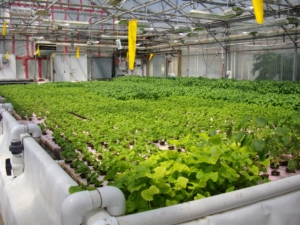 Aquaponics in developing countries