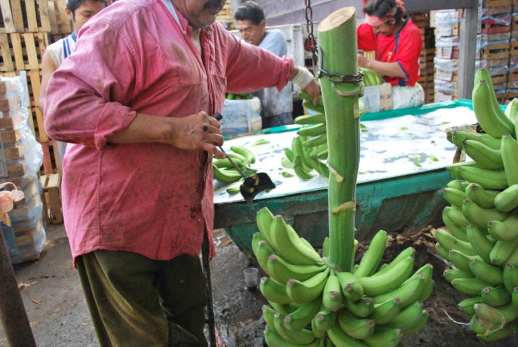 Banana Industry in the Philippines