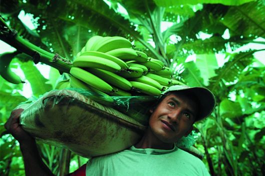 fair-trade-for-banana-farmers-in-ecuador