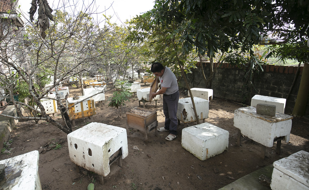 Beekeeping in Vietnam