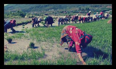 Bhutan: First Country with Completely Organic Farming