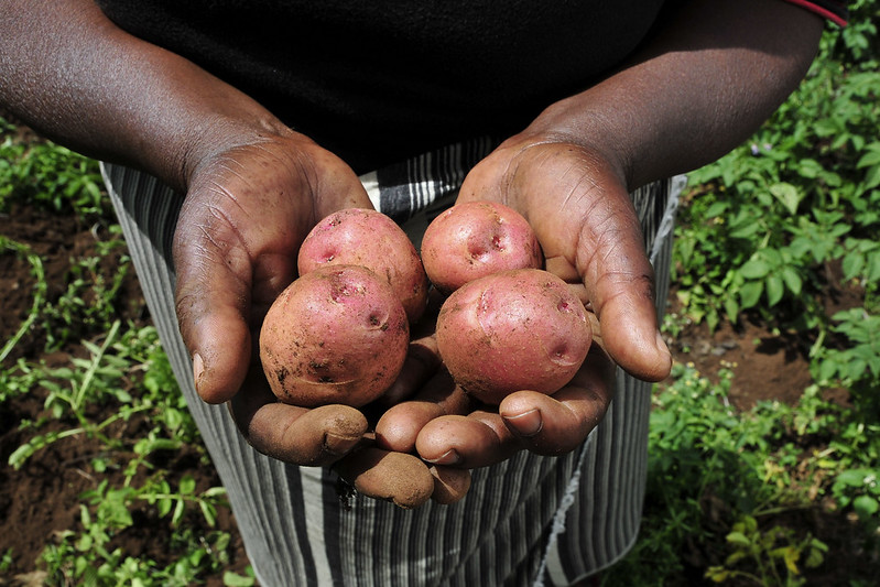 Biofortified Sweet Potato: A Solution for Food Insecurity - The Borgen ...