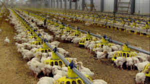 Bird Flu Epidemic in South Africa