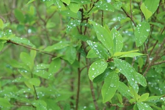 Coca Plants In Bolivia