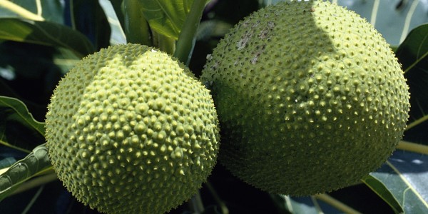 Breadfruit Could Solve World Hunger